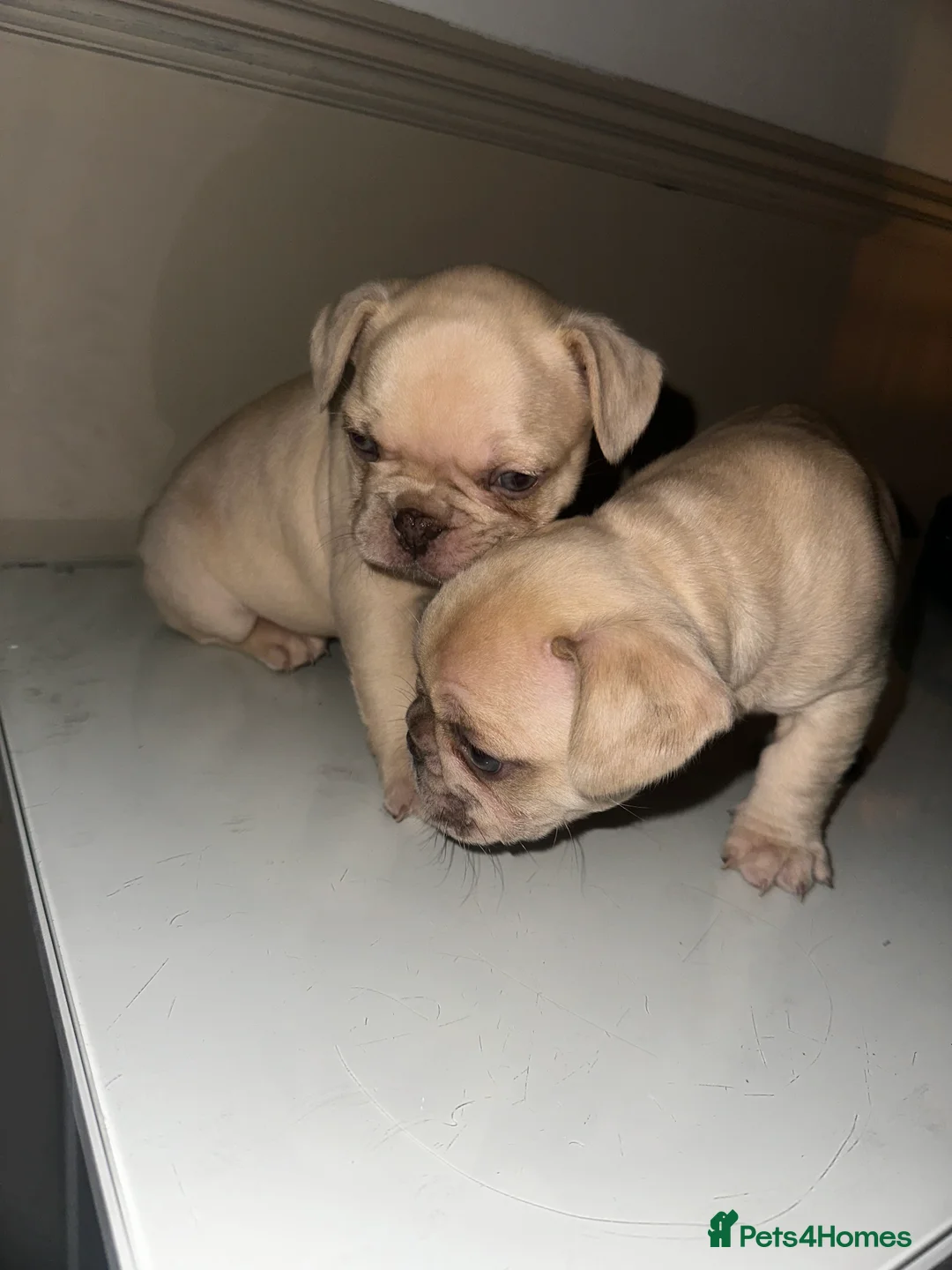 French Bulldog dogs for sale: French bulldog puppies - boys - Advert 2