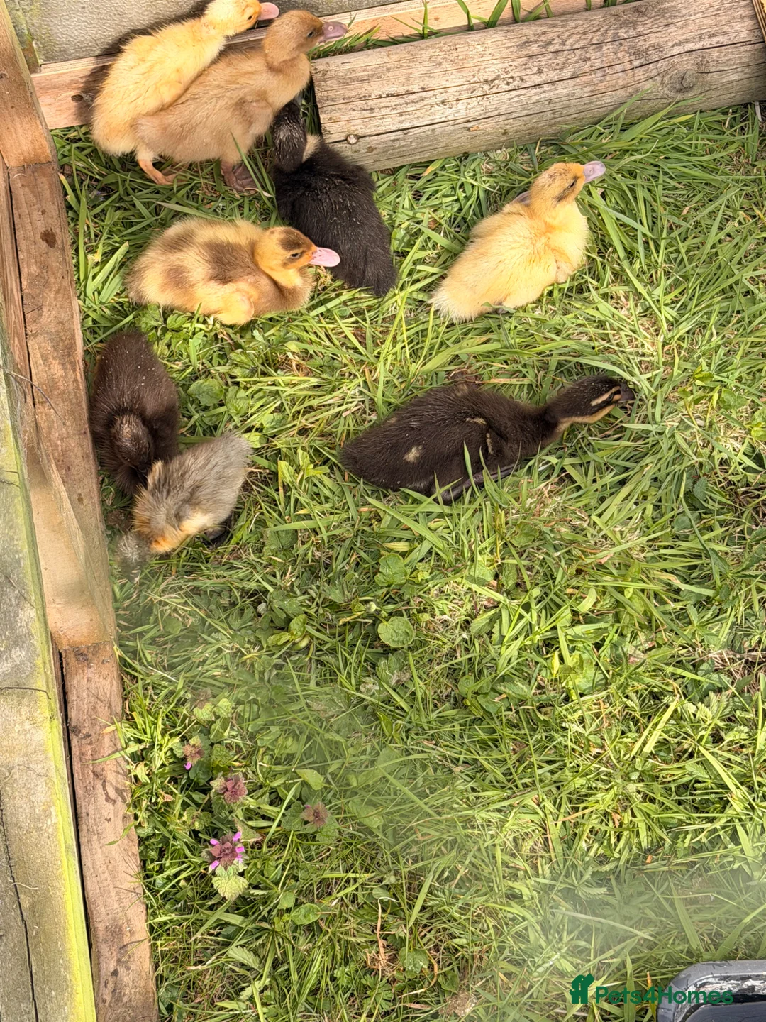 Ducks poultry for sale: Indian runner ducks mixed colours  in Beccles - Advert 2