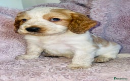 Cocker Spaniel dogs for sale: Cocker Spaniel Pups  - Image 1