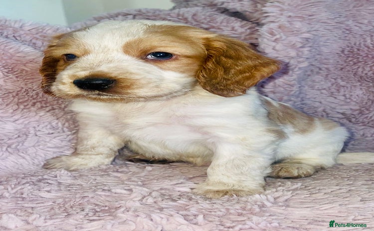 Cocker Spaniel dogs - Advert 5