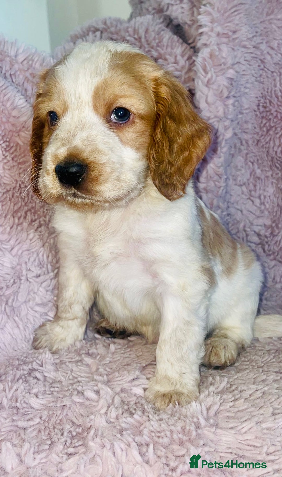 Cocker Spaniel dogs for sale: Cocker Spaniel Pups  - Image 1