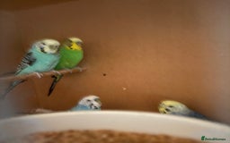 Budgerigars birds for sale: Budgies, mixed colours, only afew left now - Image 3