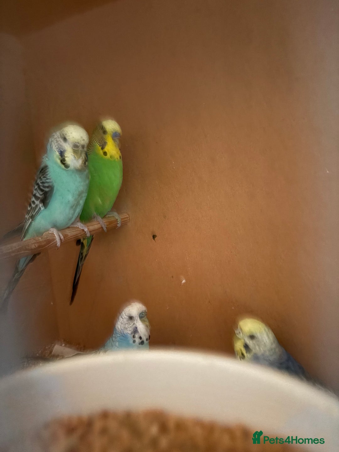 Budgerigars birds for sale: Budgies, mixed colours, only afew left now - Image 3