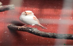 Canaries birds for sale: Beautiful red factor canaries  - Image 5