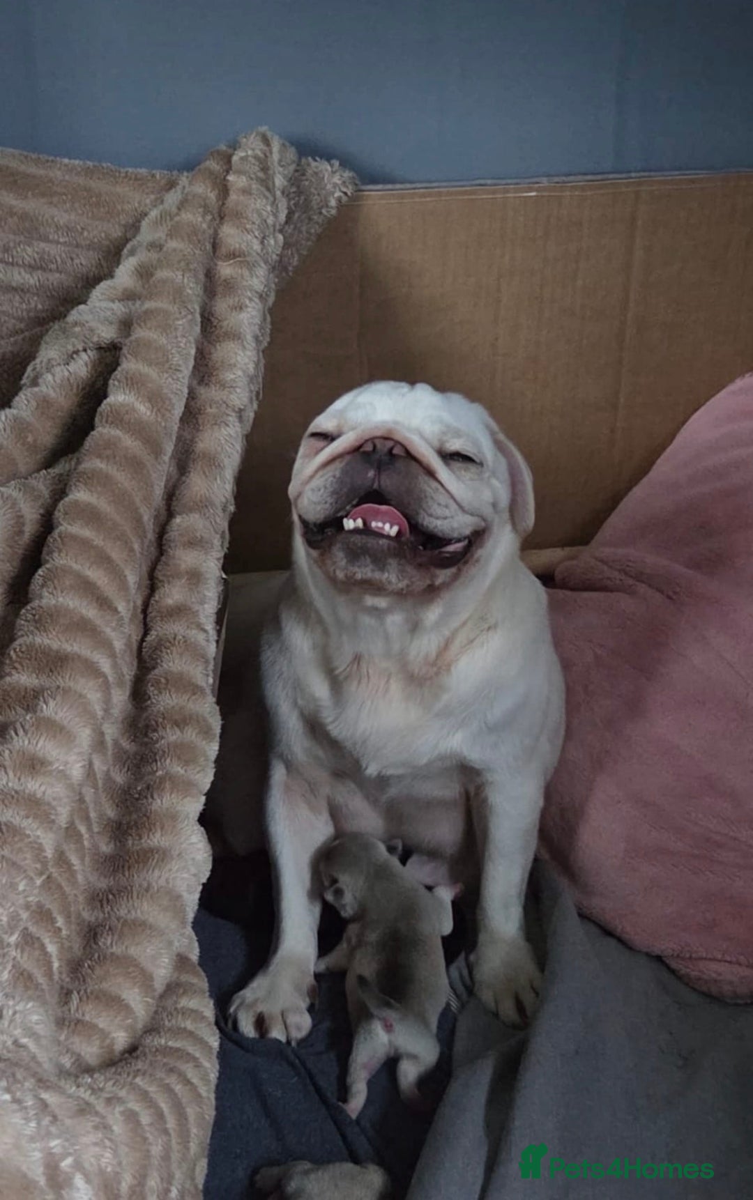 Pug dogs for sale: Pug pups for sale - Advert 1