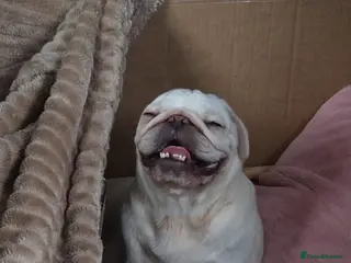 Pug dogs Pug pups for sale - Advert 10