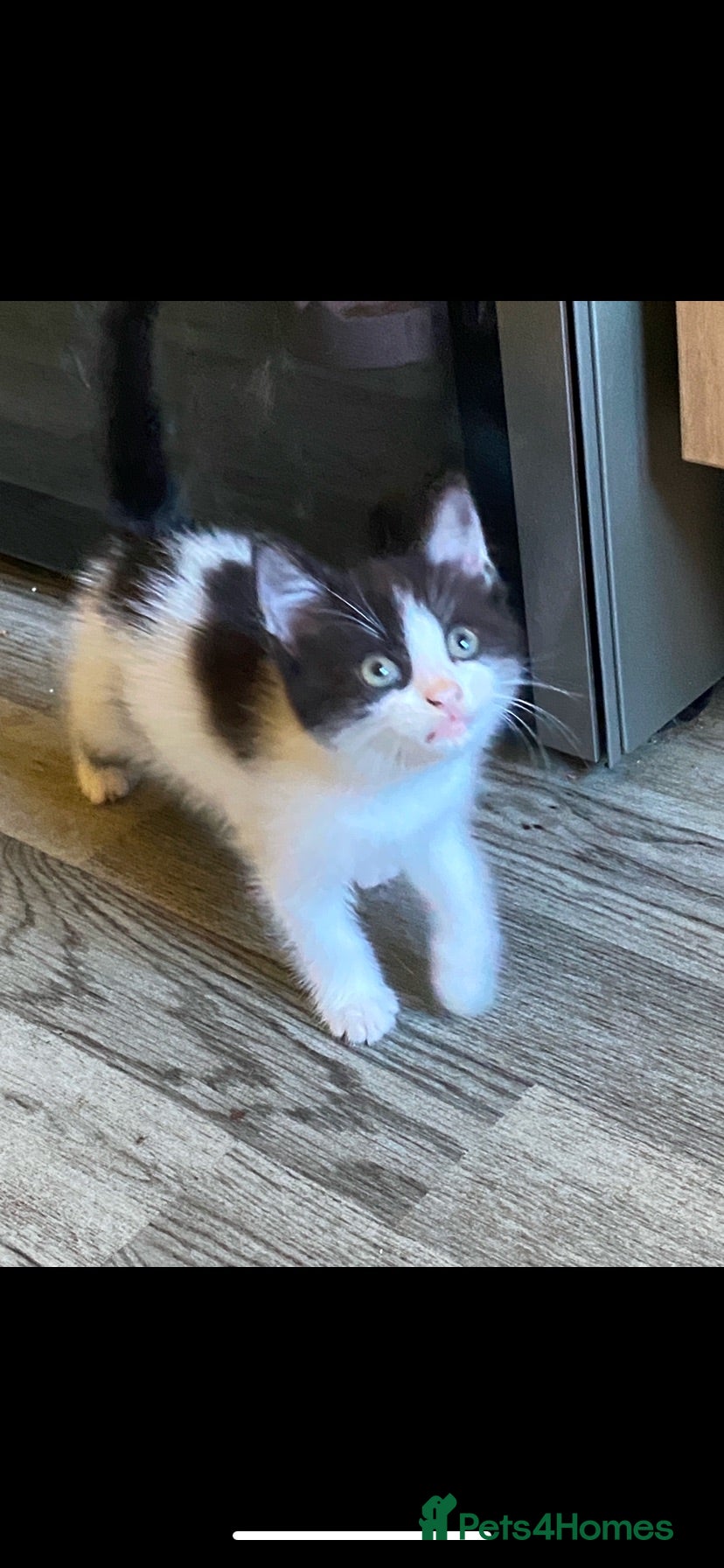 Domestic Shorthair cats Gorgeous little female kitten - Advert 3
