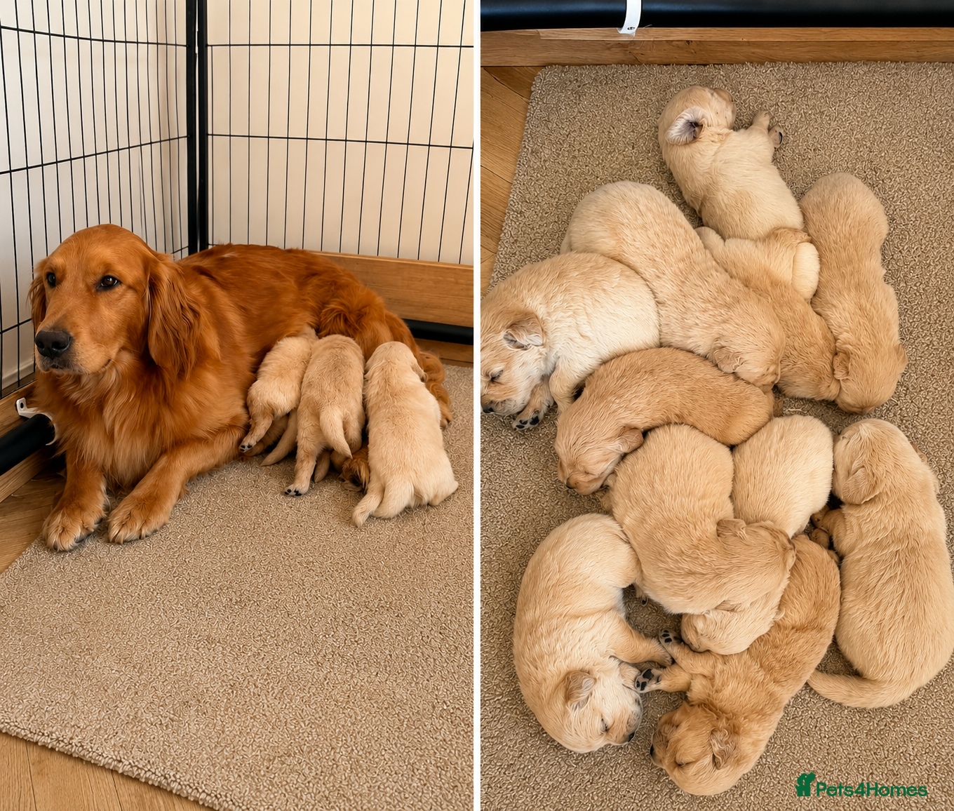 Golden Retriever dogs American line Golden Retriever puppies - Advert 1