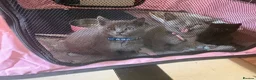 British Shorthair cats for sale: British Shorthair kittens  - Advert 11
