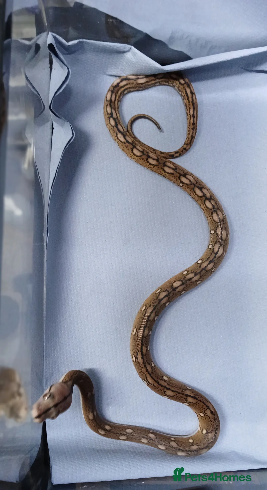 Python Snake reptiles for sale: Malayan Python Male - Advert 5