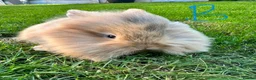 Lionhead rabbits for sale: Lionhead rabbits for sale  - Advert 2