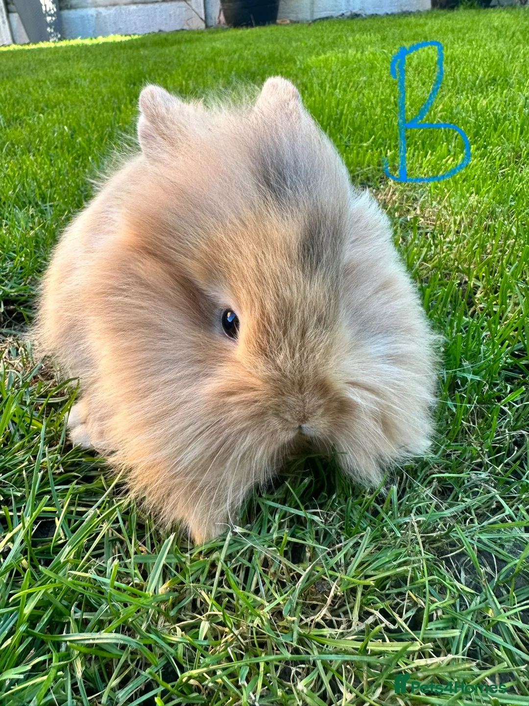 Lionhead rabbits for sale: Lionhead rabbits for sale  - Advert 2