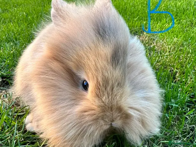 Lionhead rabbits Lionhead rabbits for sale - Advert 2
