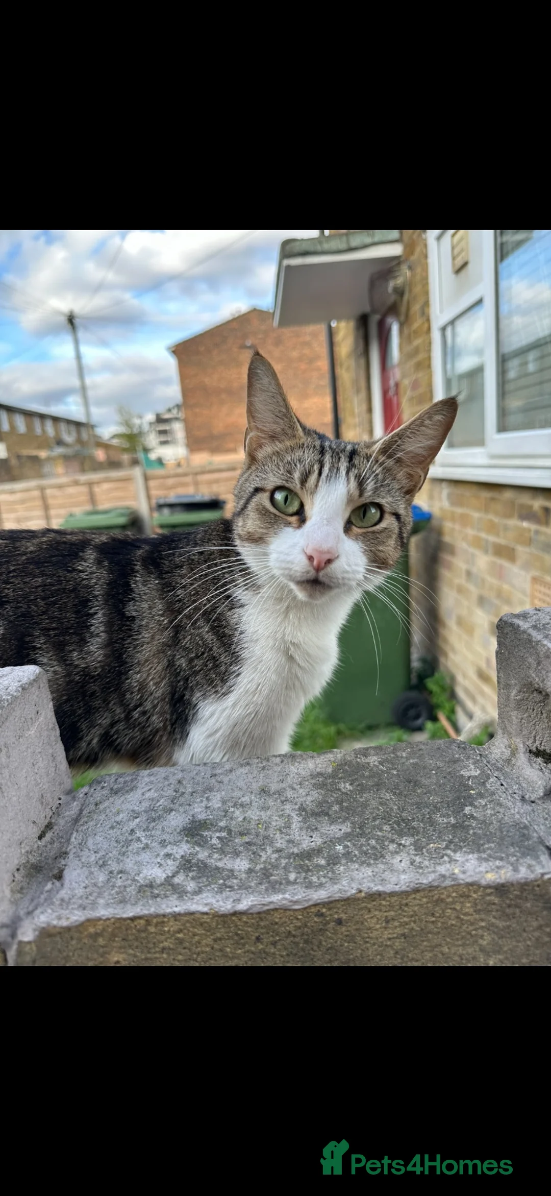 Mixed Breed cats for sale: Two Beautiful kittens ! in London - Advert 2