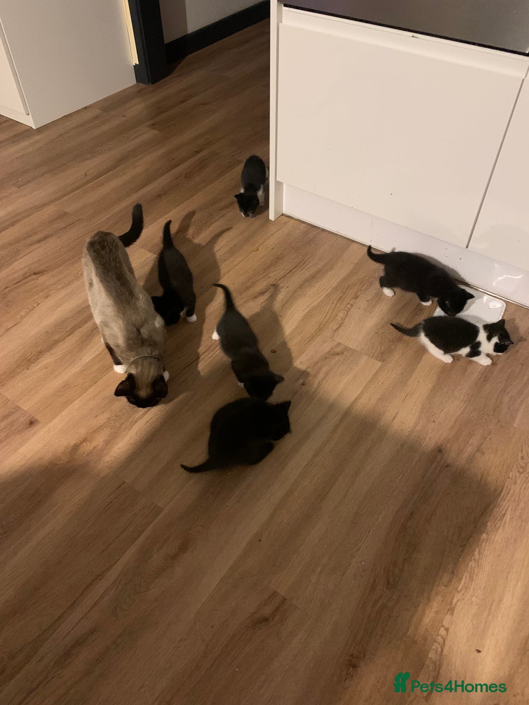 Mixed Breed cats for sale: House kittens - Advert 2