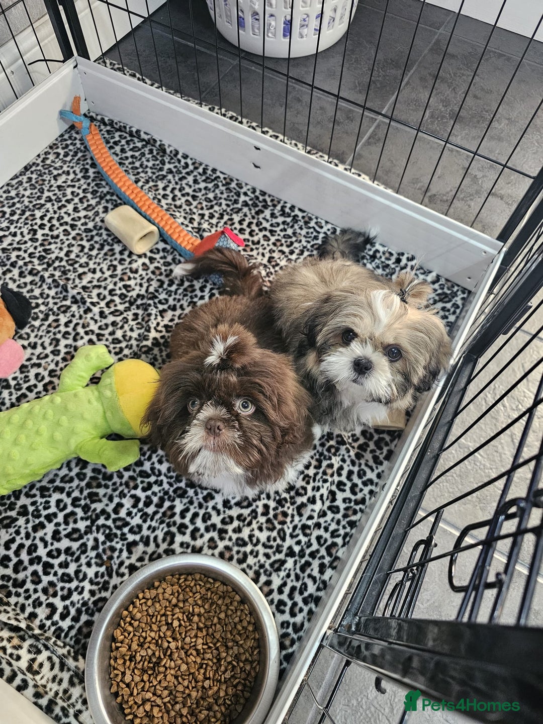 Shih Tzu dogs for stud: KC registered proven imperial Shih Tzu for stud  in Leicester - Image 10