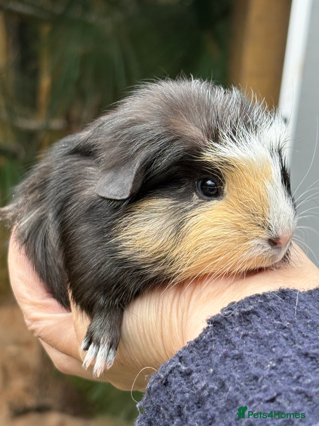 Guinea Pig rodents for sale: Lovely piggies, sheltie, Rex and Peruvian  - Image 4