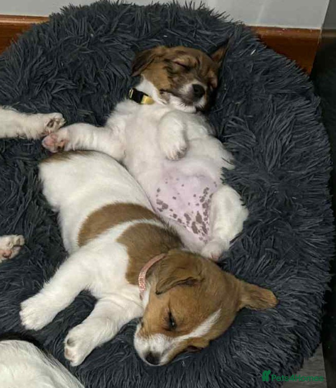 Jack Russell dogs for sale: Pedigree Jack Russell Terriers - Image 33