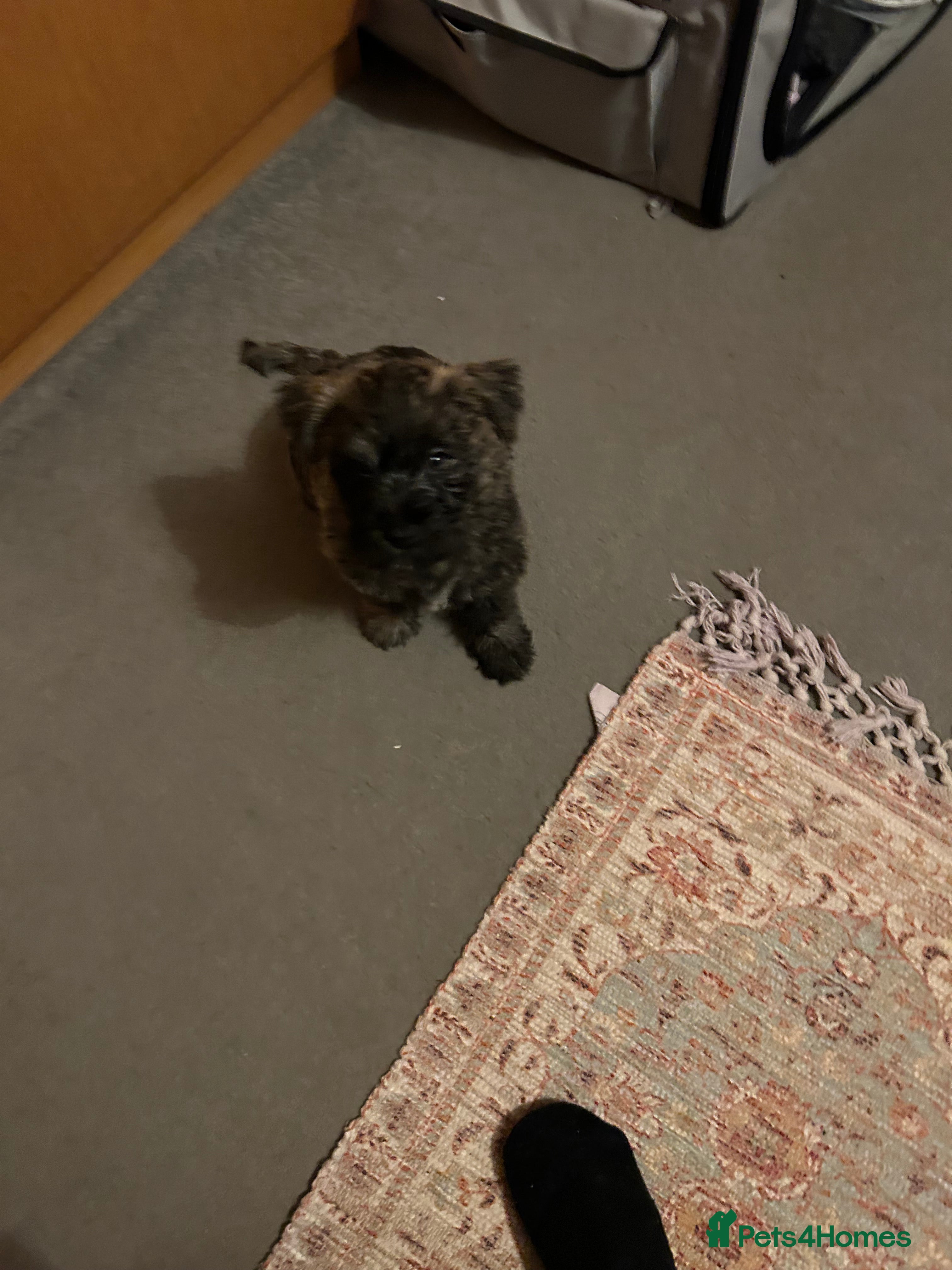 Cairn Terrier dogs  Male cairn pup looking for his forever home  - Advert 5