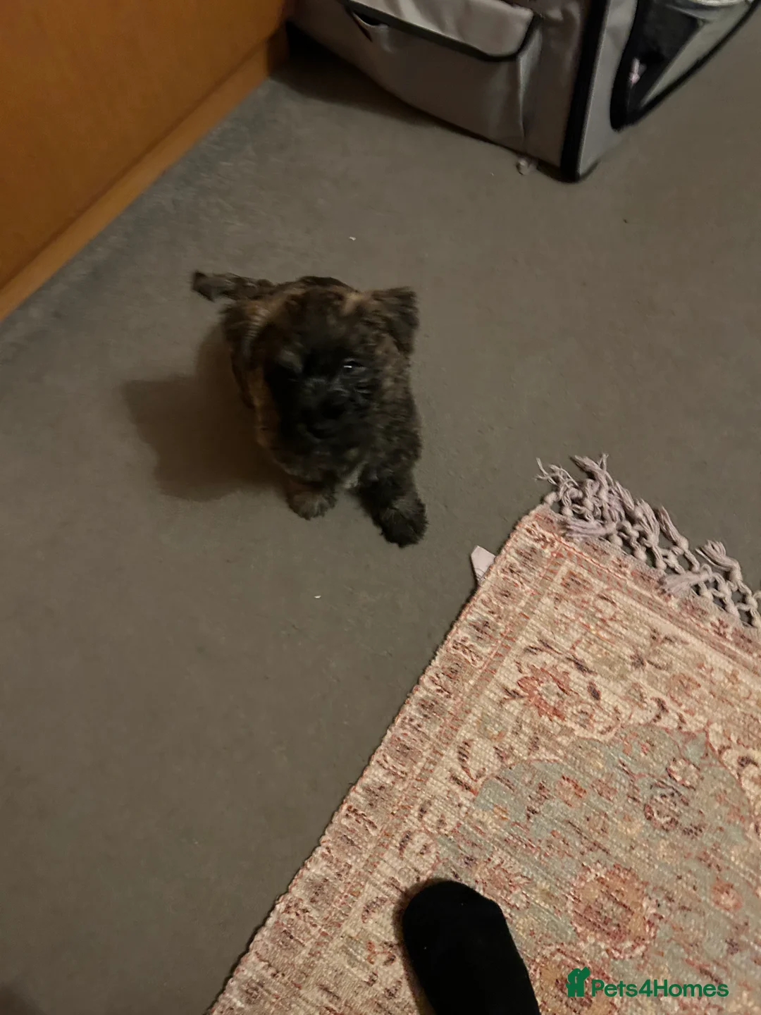 Cairn Terrier dogs for sale:  Male cairn pup looking for his forever home  - Advert 1