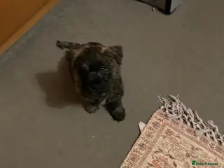 Cairn Terrier dogs Male cairn pup looking for his forever home - Advert 5