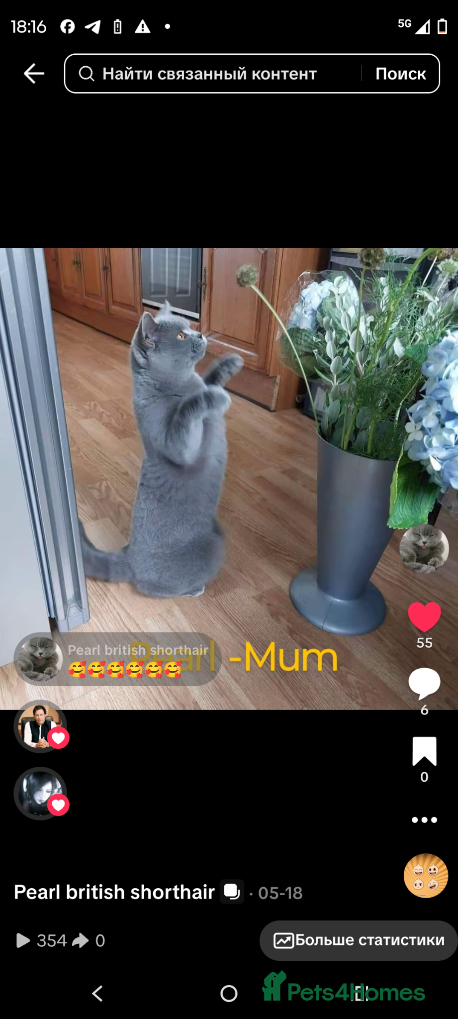 British Shorthair cats Gccf registered.Superb. Outstanding champions line - Advert 2