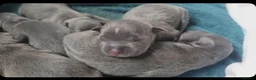Staffordshire Bull Terrier dogs for sale: 8 Stunning staffie puppies  - Advert 2