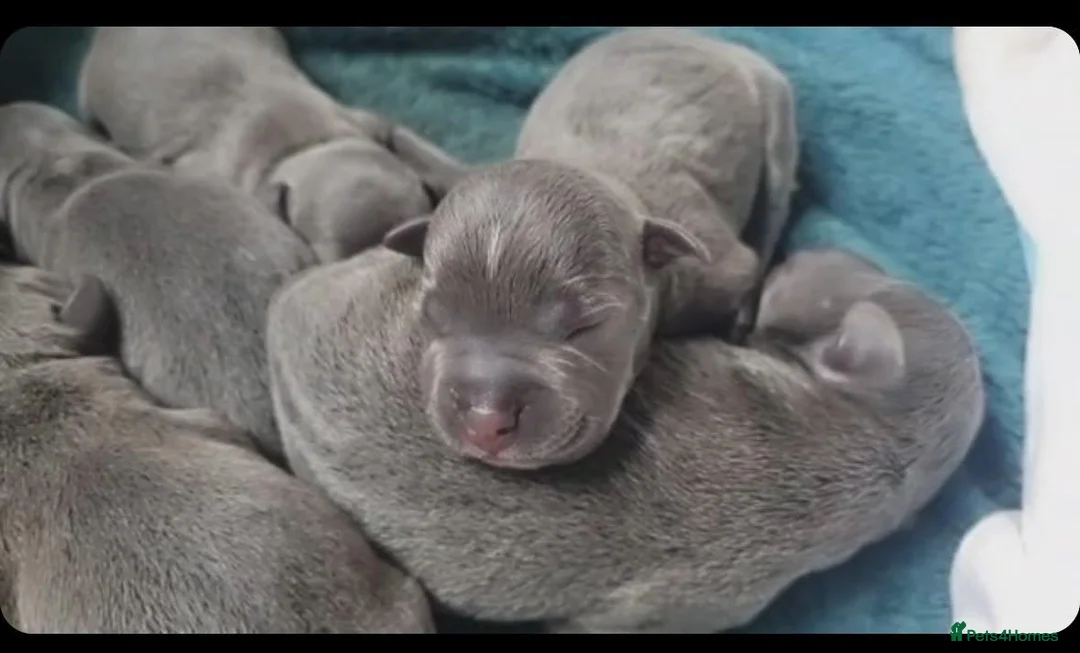 Staffordshire Bull Terrier dogs for sale: 8 Stunning staffie puppies  - Advert 2