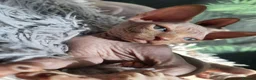 Sphynx cats for sale: Little sweet sphynx boys ready for new home 🐾 - Advert 35