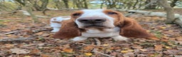 Basset Hound dogs for stud: Handsome Red & White KC Reg Basset Hound For Stud - Advert 6