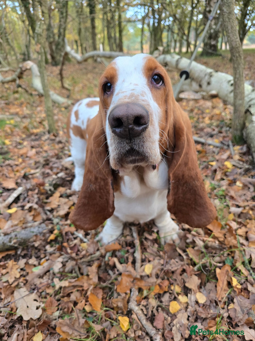 Basset Hound dogs for stud: Handsome Red & White KC Reg Basset Hound For Stud - Advert 6