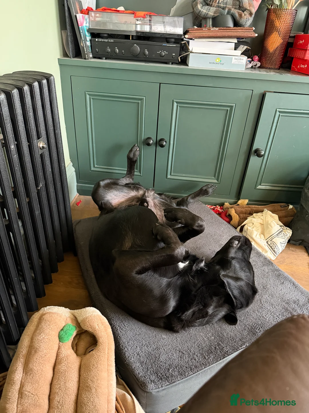 Mixed Breed dogs for sale:  Beautiful mastador neutered male in Wetherby - Advert 2