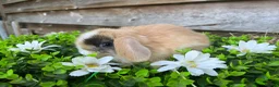 Mini Lop rabbits for sale: Gorgeous Mini lops  - Advert 5