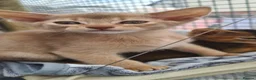 Abyssinian cats for sale: Beautiful pedigree tica abyssinian kittens - Advert 4