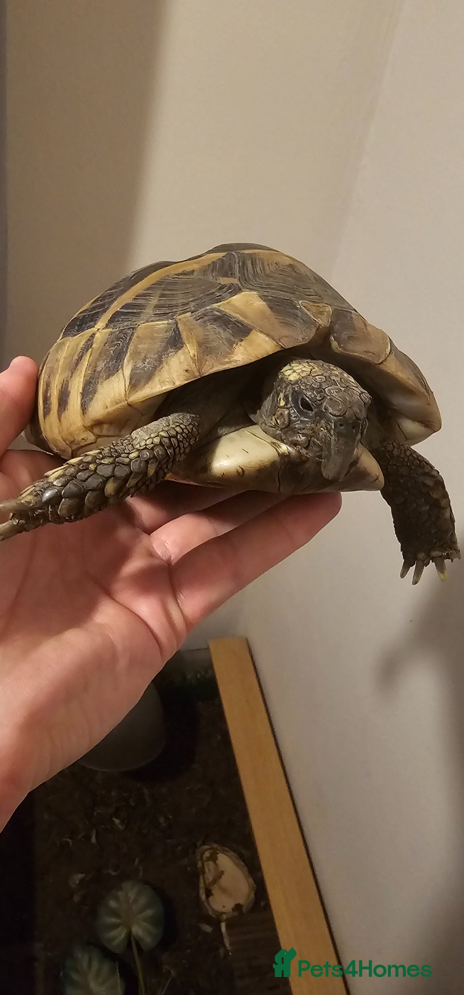 Hermann Tortoise reptiles Hermann Tortoise  - Advert 1