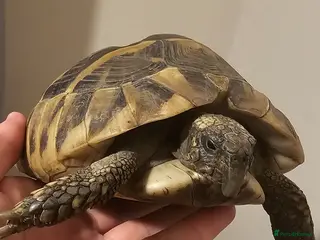 Hermann Tortoise reptiles Hermann Tortoise - Advert 2