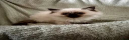 Ragdoll cats for sale: Beautiful pure ragdolls  - Advert 40