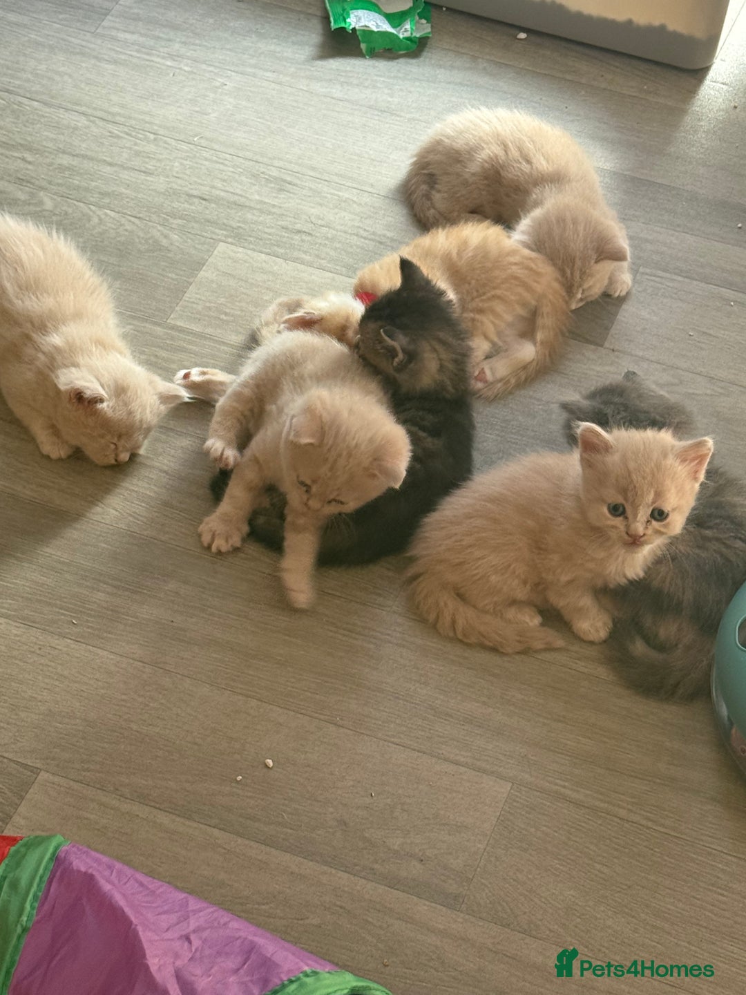 British Shorthair cats for sale: Beautiful half British shorthair kittens  - Image 7