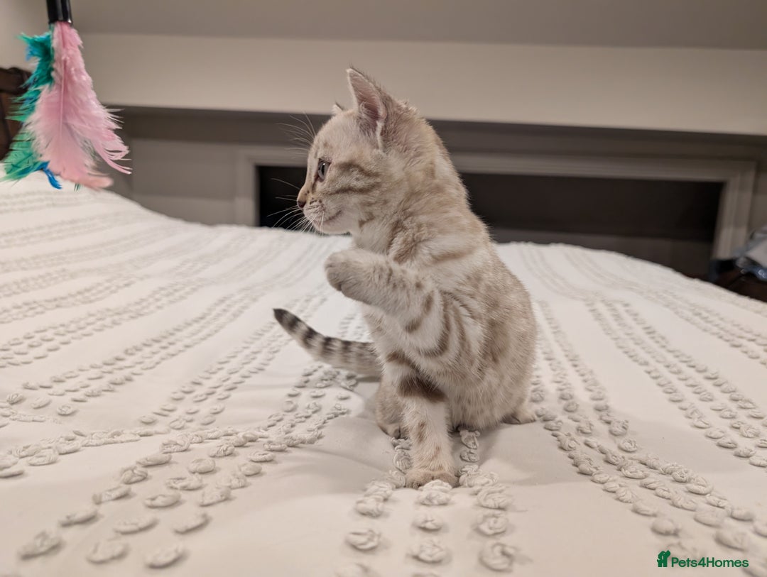 Bengal cats for sale: 🤍🩶 Stunning Snow Bengal Kittens 🩶🤍 - Advert 22