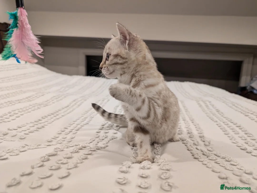 Bengal cats for sale: 🤍🩶 Stunning Snow Bengal Kittens 🩶🤍 - Advert 22