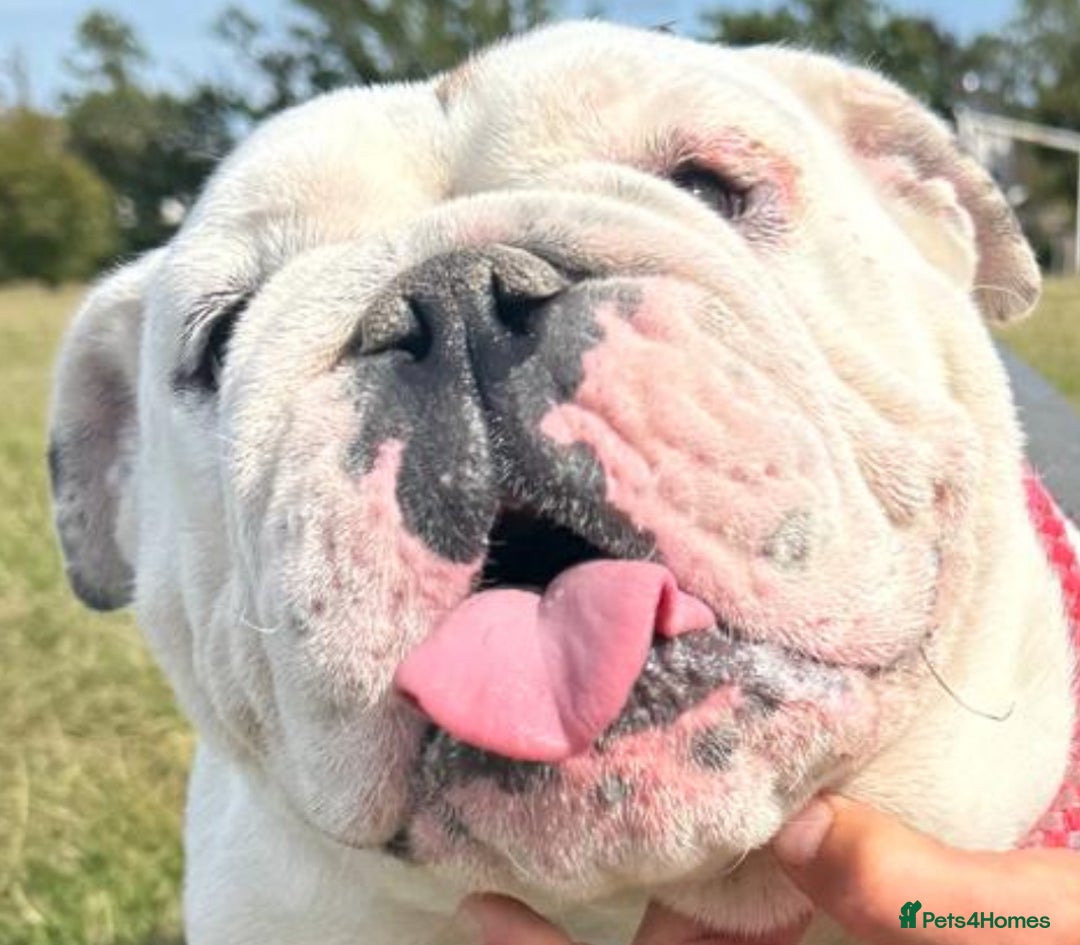 English Bulldog dogs for sale: Champion sired female bulldog for sale  - Image 2