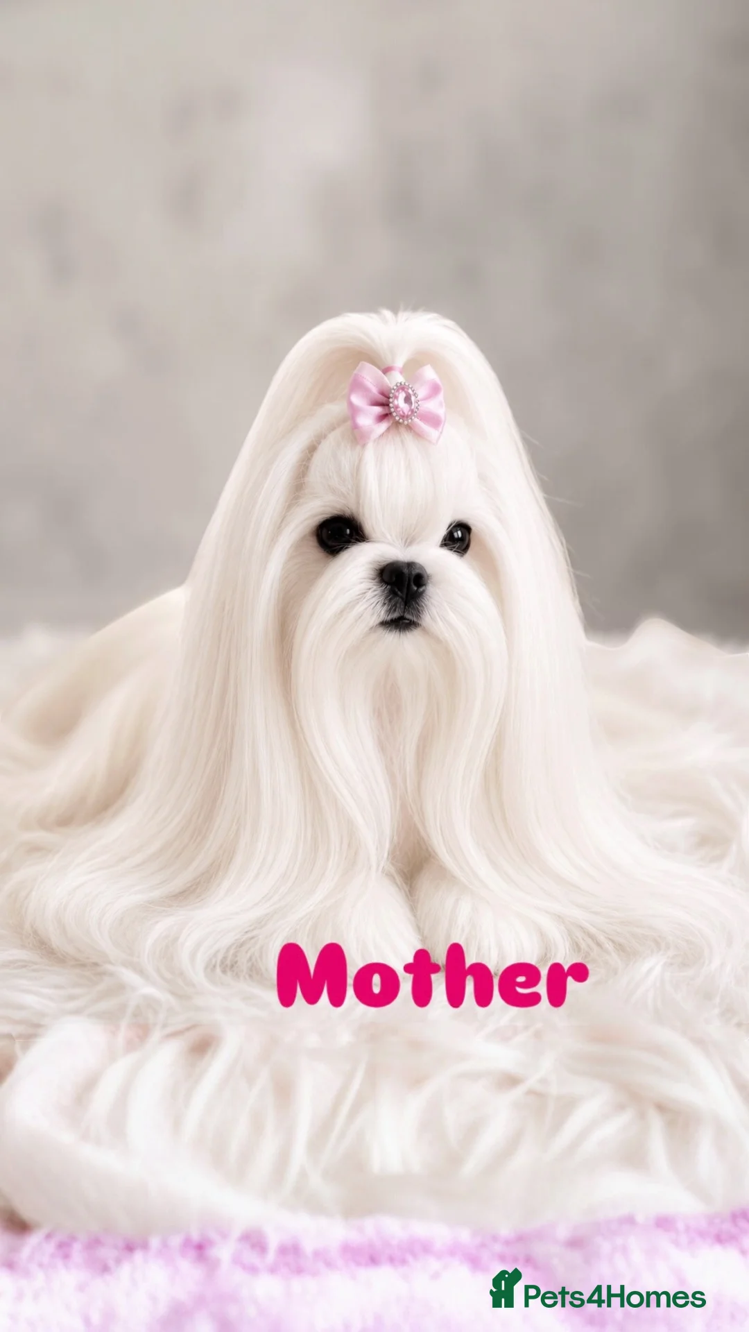 Maltipoo dogs for sale: 💎 Prestige Luxury Maltipoo Puppies 💎 - Advert 18