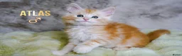 Maine Coon cats for sale: Rare Silver Shaded TICA Maine Coon Kittens in Canvey Island - Advert 12