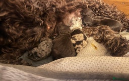 Labradoodle dogs for sale: 🐾Stunning Miniature Labradoodle F1b Puppies🐾  - Image 11