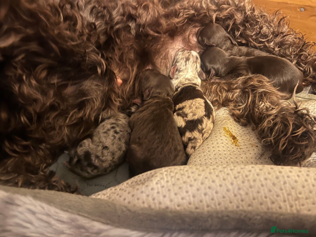 Labradoodle dogs for sale: 🐾Stunning Miniature Labradoodle F1b Puppies🐾  - Image 11