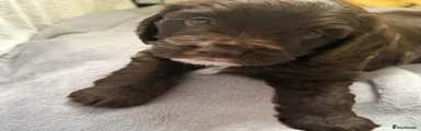 Cockapoo 1