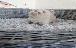 British Shorthair cats for sale: British Shorthair kittens  - Image 17