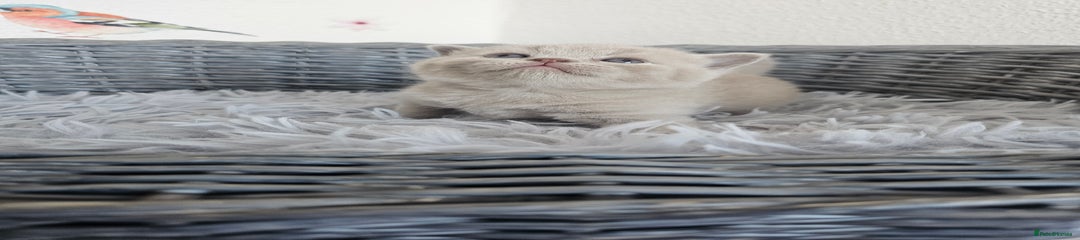 British Shorthair Kitten 5