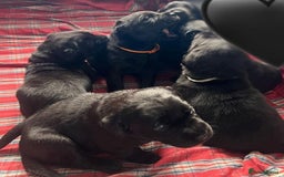 Labrador Retriever dogs for sale: Labrador Puppies  - Image 4