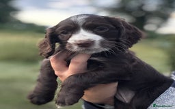 Cocker Spaniel dogs for sale: Last 2 Working Cocker Spaniel Pups - Image 1